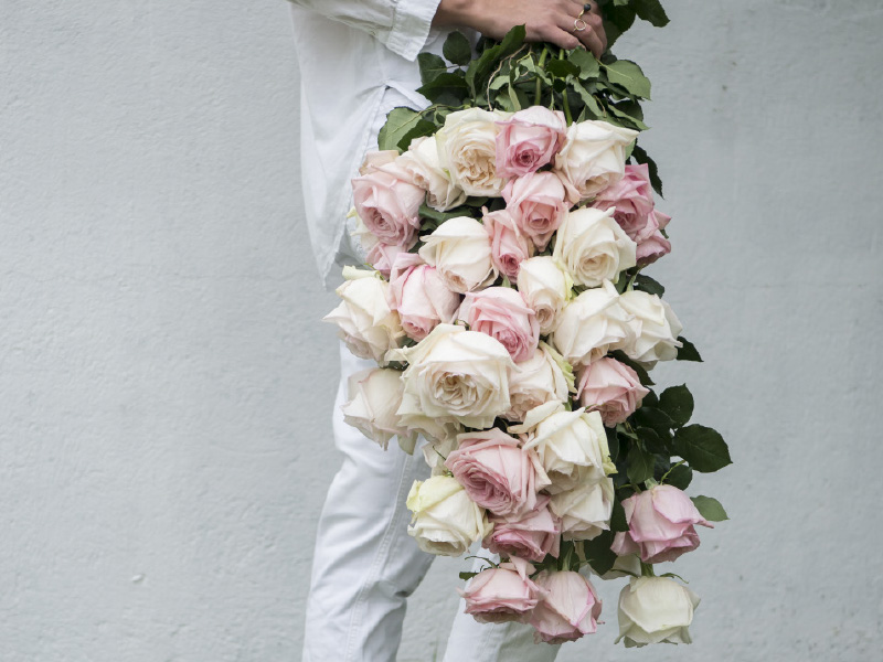 hvite-rosa-duftroser.jpg