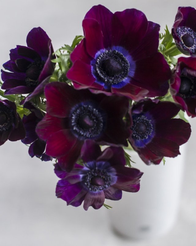 Anemoner-i-vakker-mork-burgunder-farge.jpg