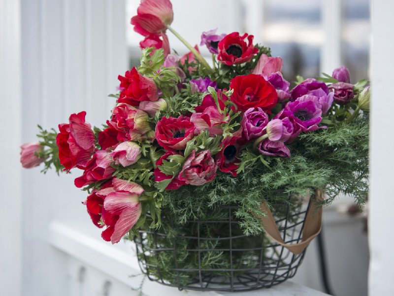 Rode-og-lilla-anemoner.jpg
