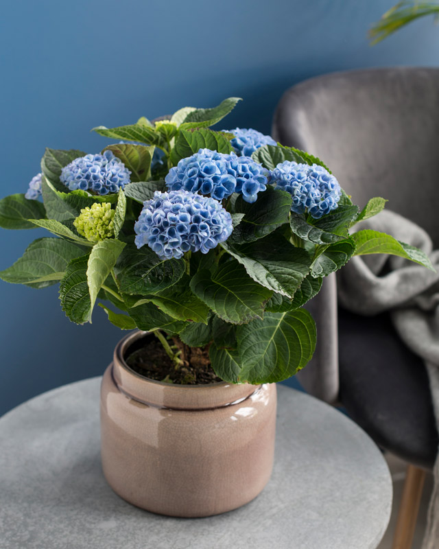 hortensia-magical-blaa.jpg