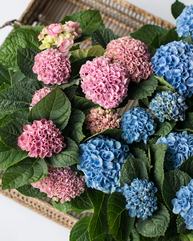 hortensia-magical-i-vakre-pastellfarger-2.jpg