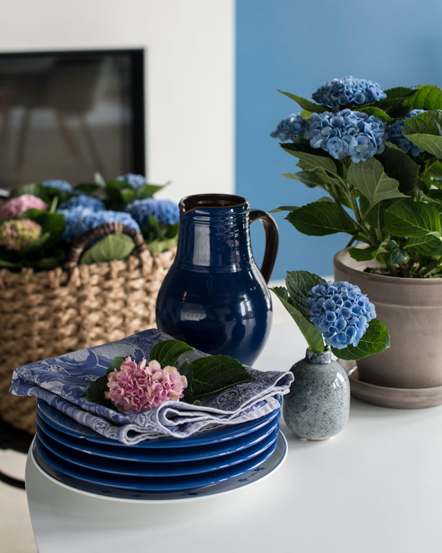 hortensia-magical-i-vakre-blaa.jpg