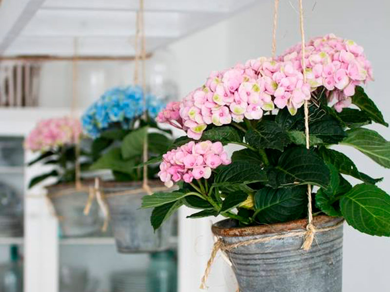 hortensia-magical-pastell-blaa.jpg