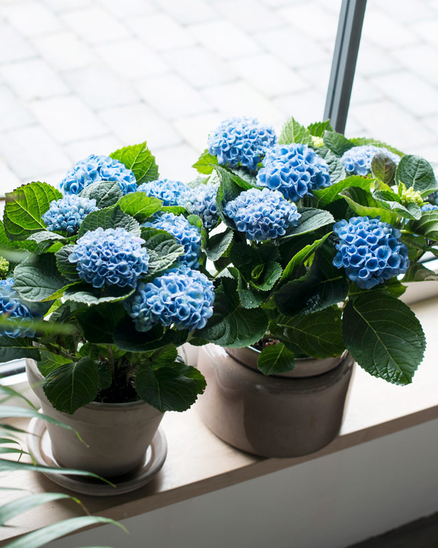hortensia-magical-blaa-potte-i-vinduet.jpg