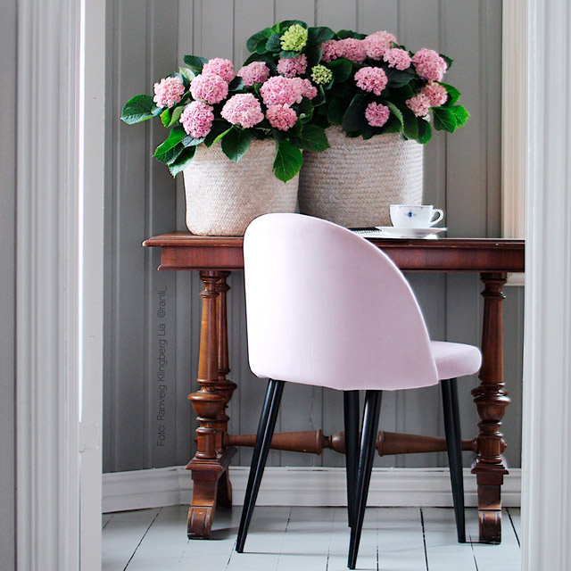 hortensia-magical-ranveig-1-1.jpg