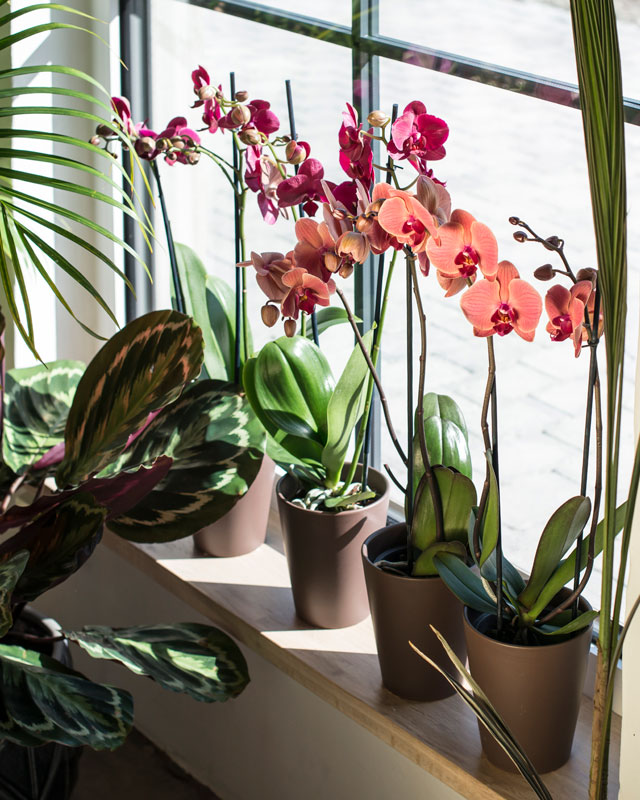 phalaenopsis-orkide-planting-glassvase-2.jpg