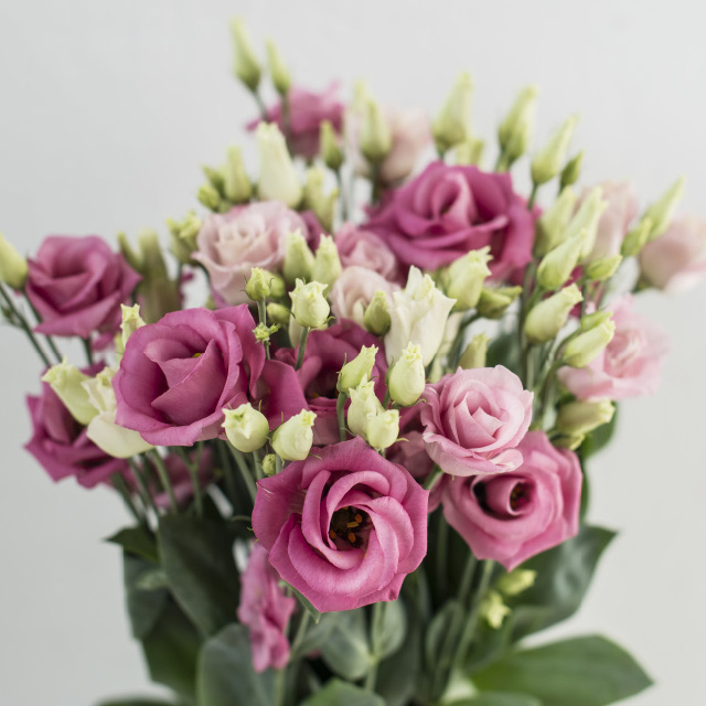 Lisianthus-Rosita-rose.jpg