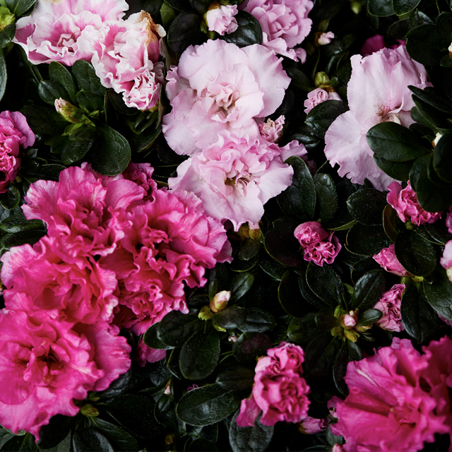 azalea4.jpg