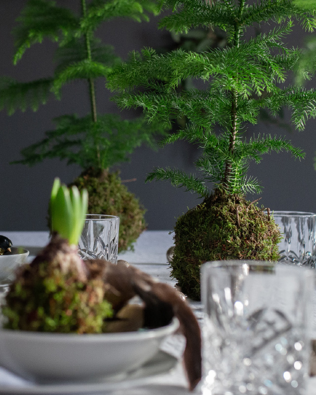 floriss-auracaria-stuegran-1.jpg