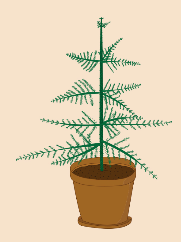 stuegranen-araucaria.jpg