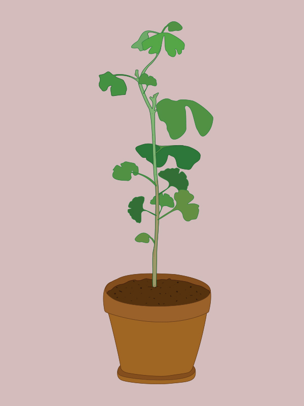 tempeltreet-ginkgo-biloba.jpg