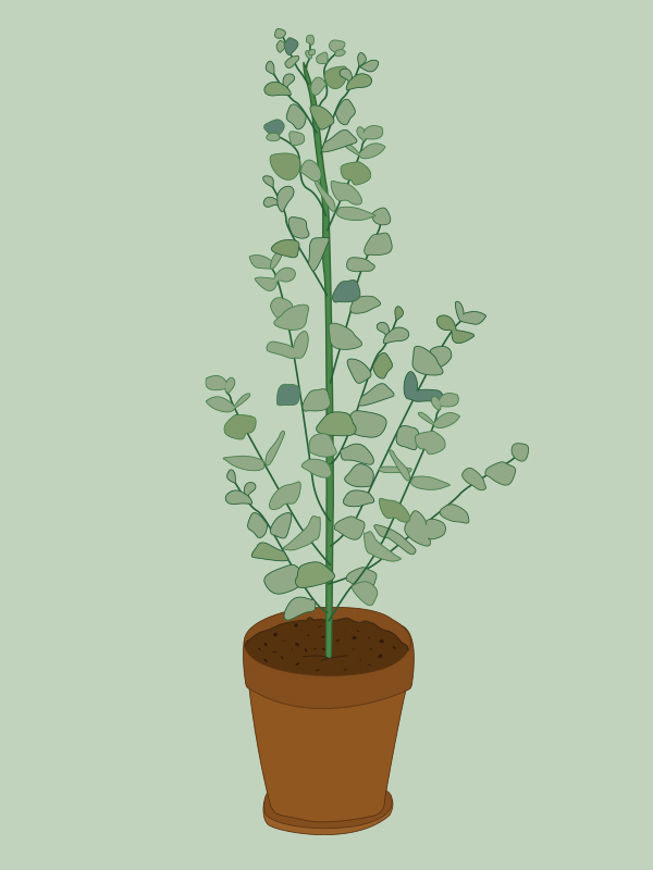 eukalyptustreet-eukalyptus.jpg