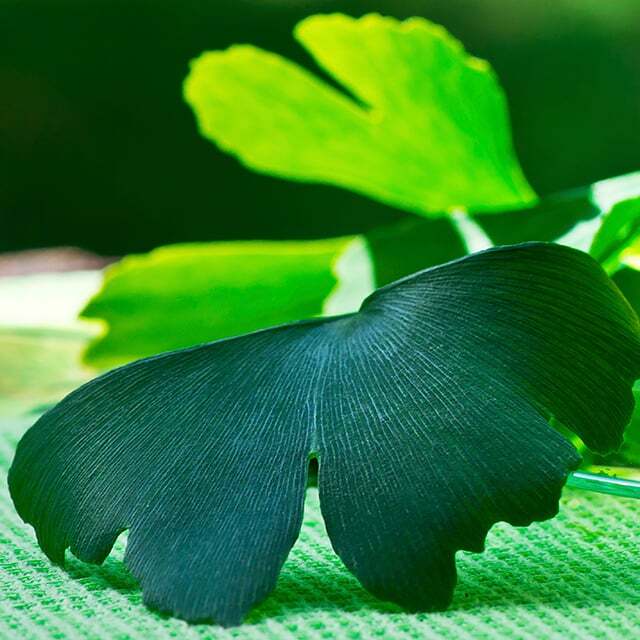 ginko-3.jpg