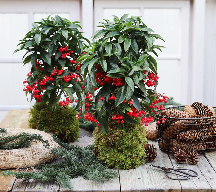 oensk-julen-velkommen-ardisia-jul-1-20.jpg