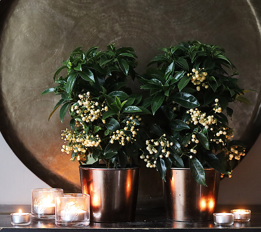 oensk-julen-velkommen-ardisia-jul-2-20.jpg
