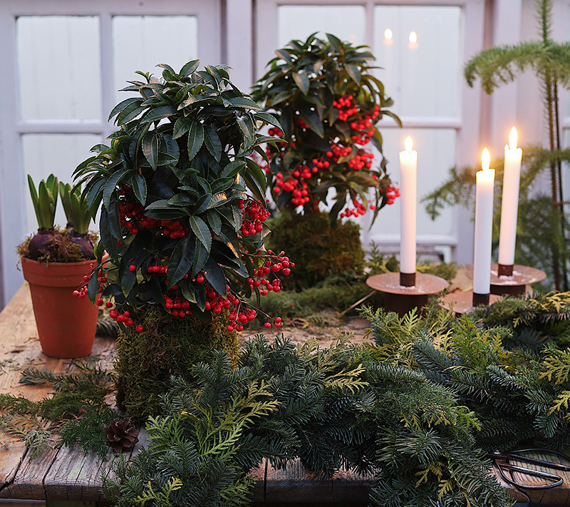 oensk-julen-velkommen-ardisia-krans-jul.jpg