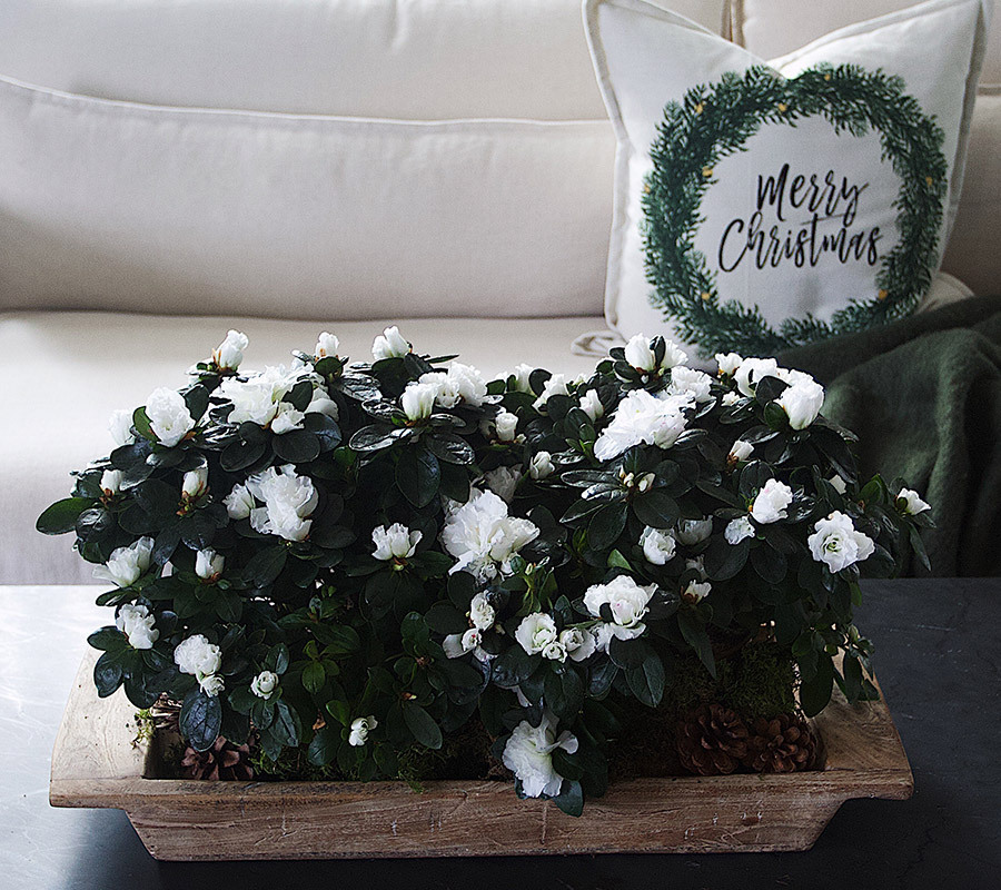 jul-azalea-hvit.jpg