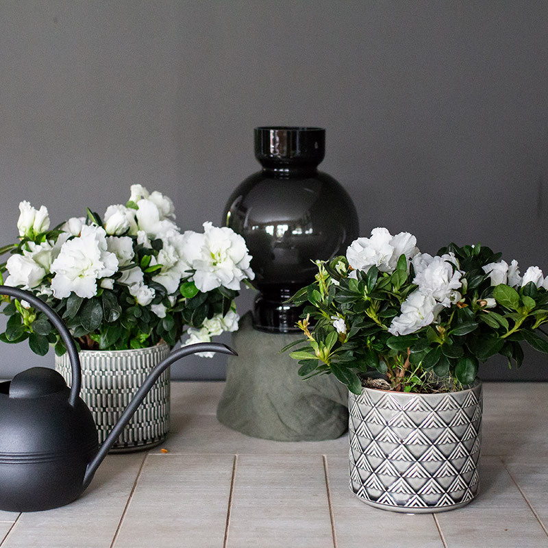 azalea-lyser-opp-i-vintermoerket-azalea-hvit-.jpg