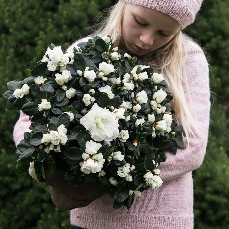 azalea-lyser-opp-i-vintermoerket-jente-azalea-pernille-nysgjerrig.jpg