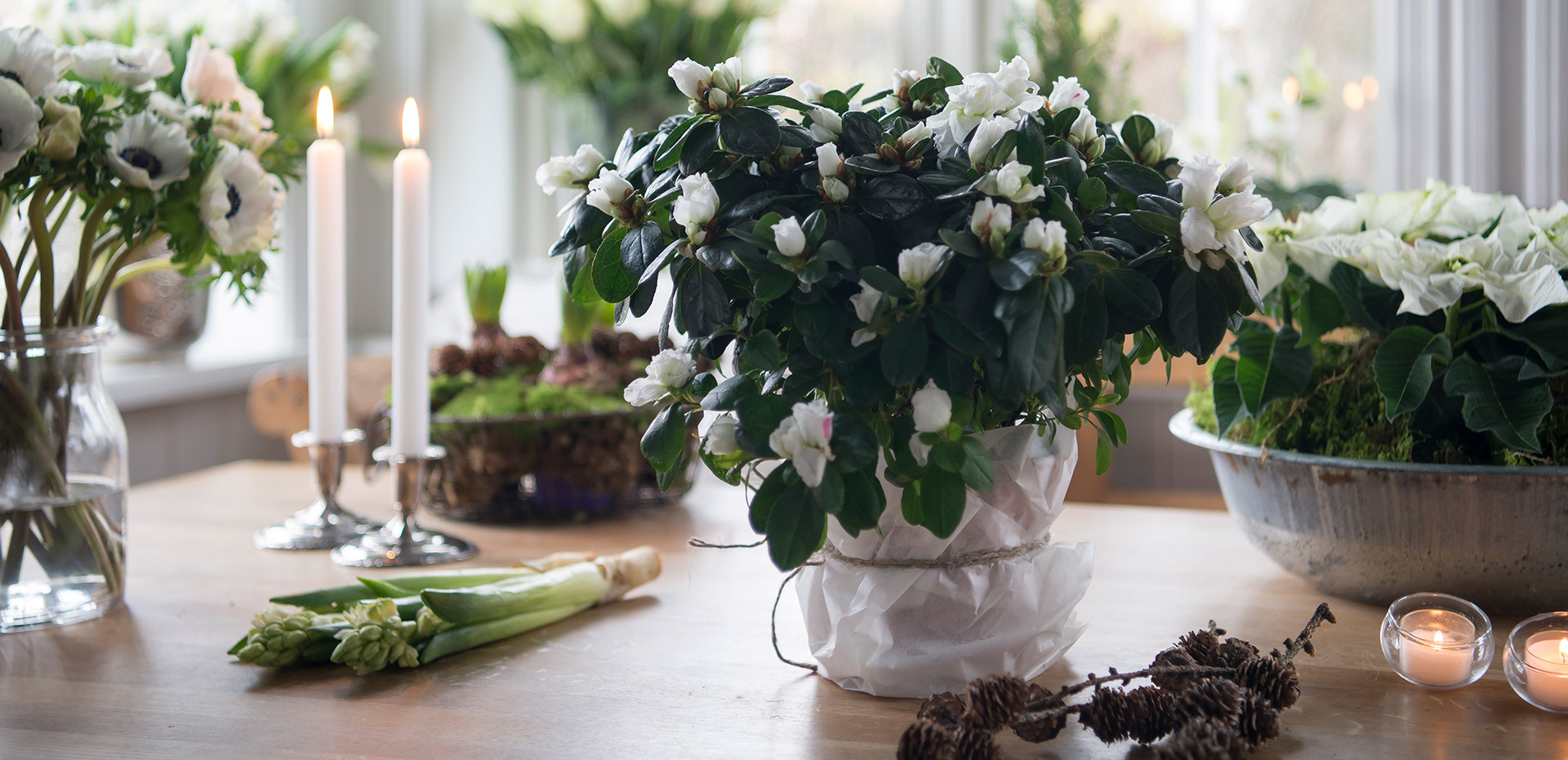 azalea-lyser-opp-i-vintermoerket-hvit-3.jpg