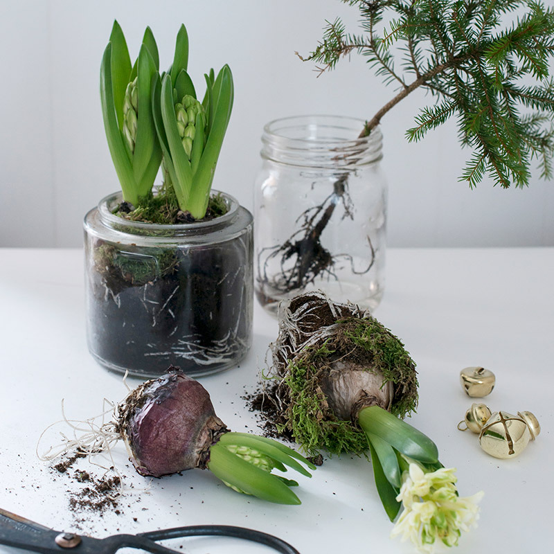 julens-vakreste-loekblomster-svibel-3.jpg