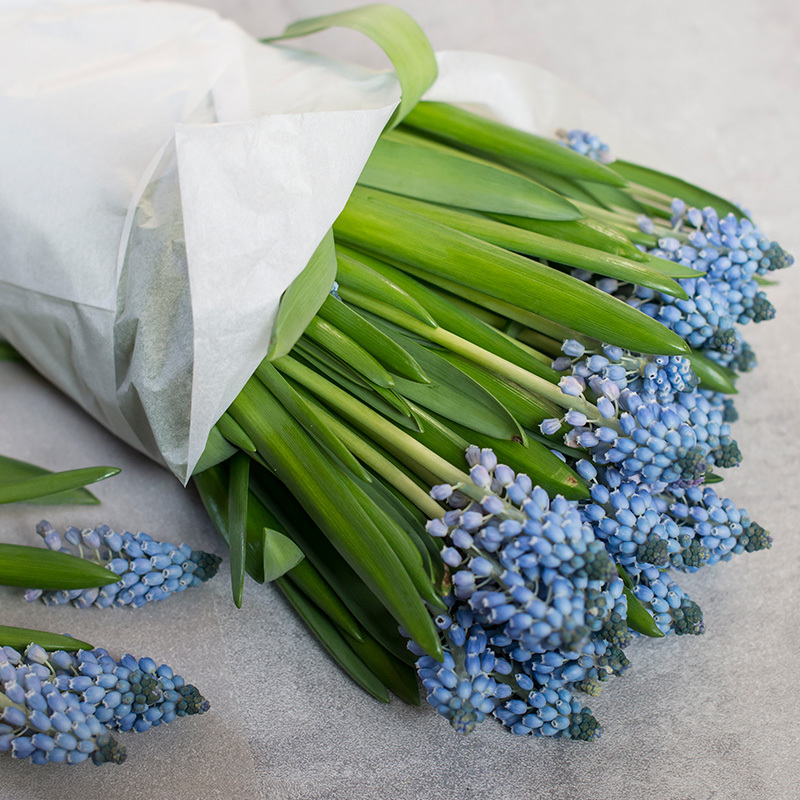 tyvstart-vaaren-med-primula-og-perleblomst-muscari-perleblomst-1.jpg