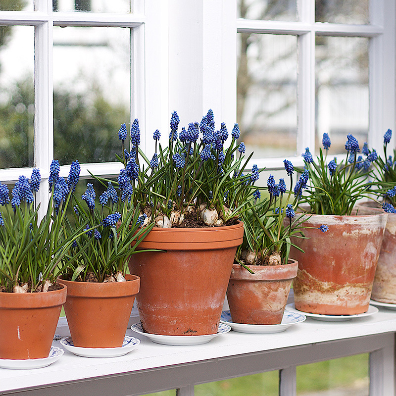 tyvstart-vaaren-med-primula-og-perleblomst-perleblomst-muscari.jpg
