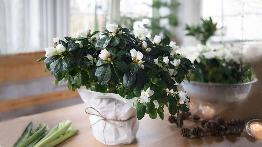 Azalea lyser opp i vinterm&oslash;rket