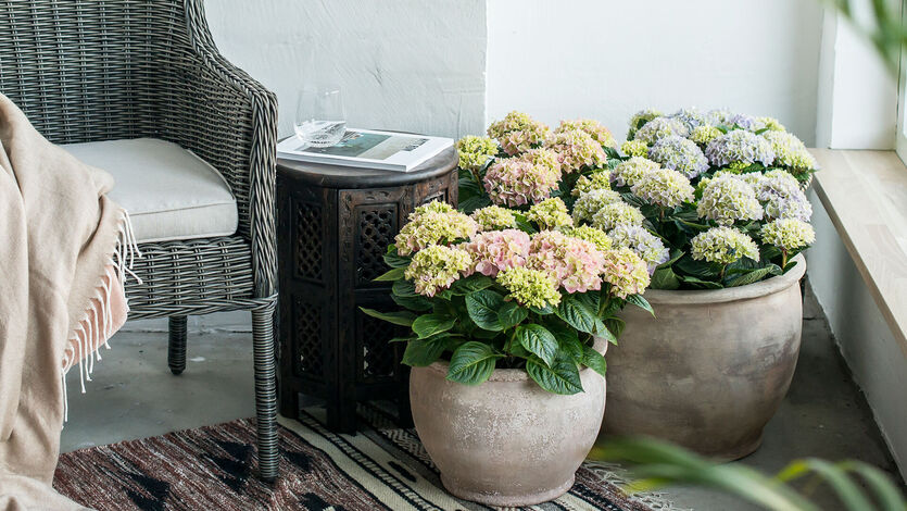 Hortensia