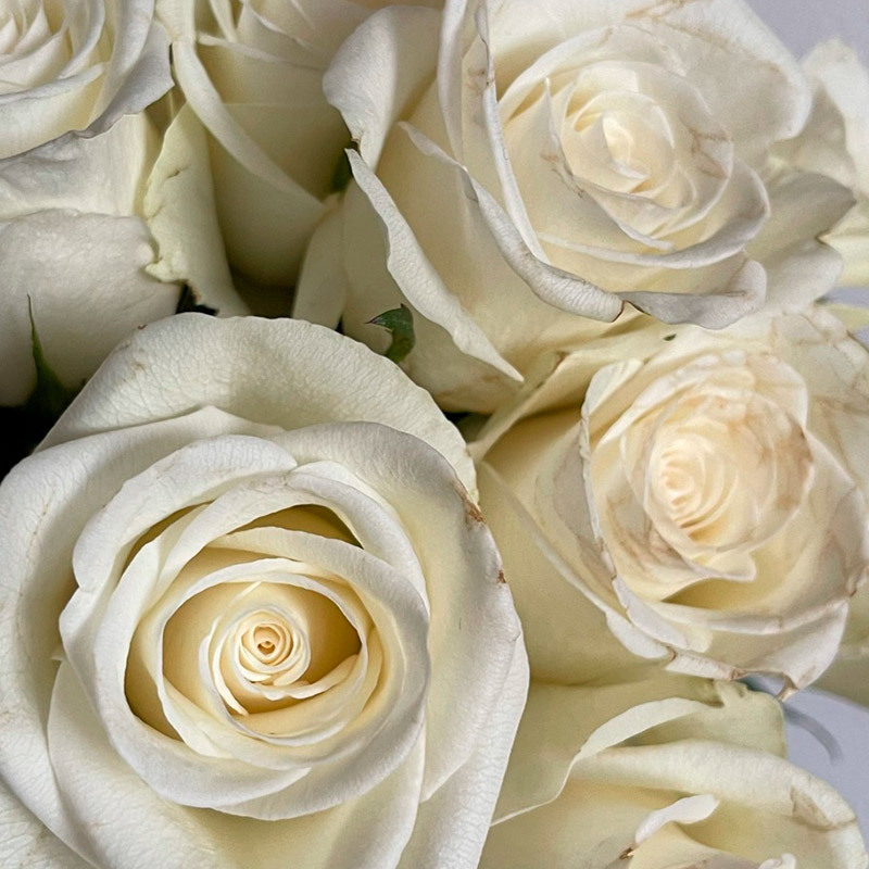 roser-i-alle-farger-og-fasonger-natures-white.jpg
