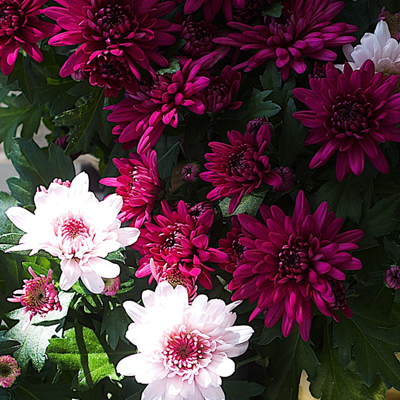 floriss-candy-cryss-rossano-kryssantemum-1.jpg