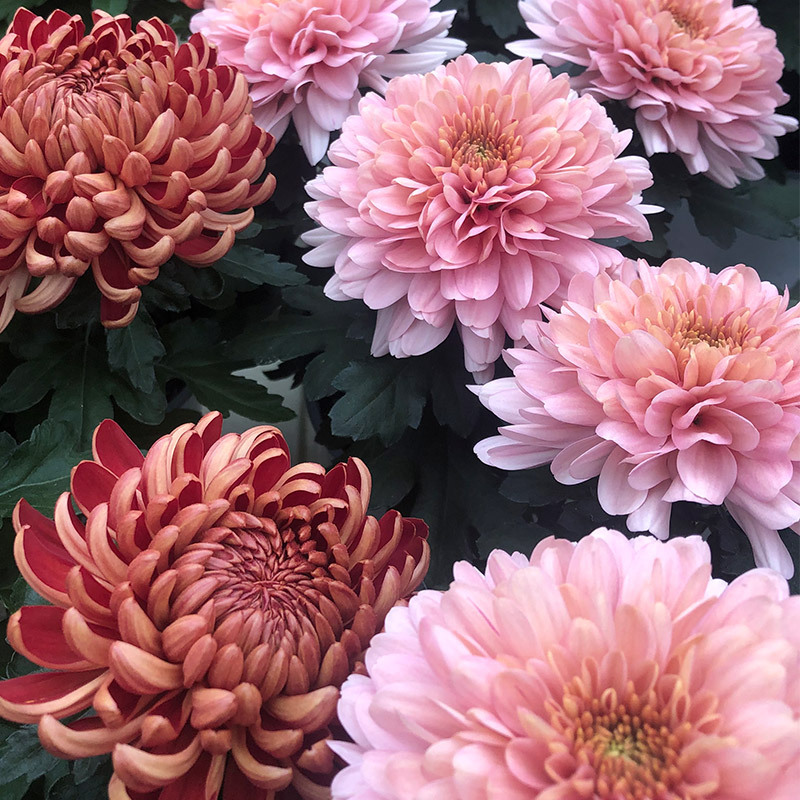 floriss-krysantemum-candy-rosa-chrysanthemum-2.jpg