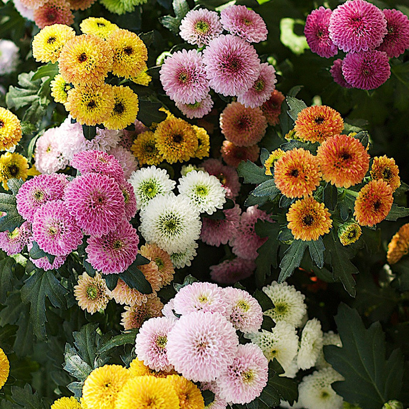 floriss-krysantemum-cocktail-chrysanthemum-4.jpg