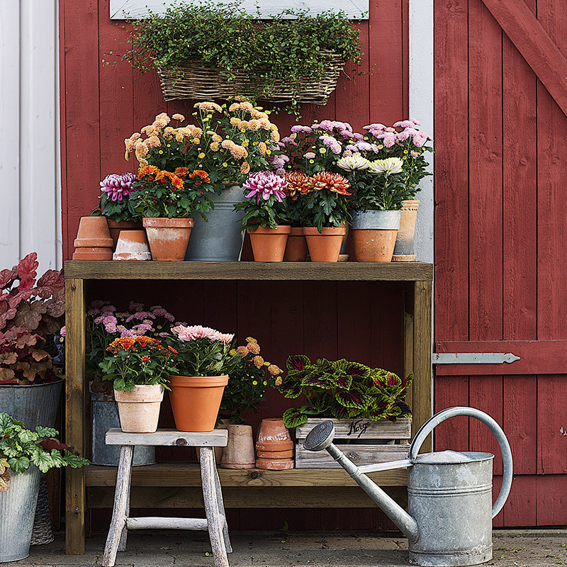 floriss-mix-august-krysantemum.jpg