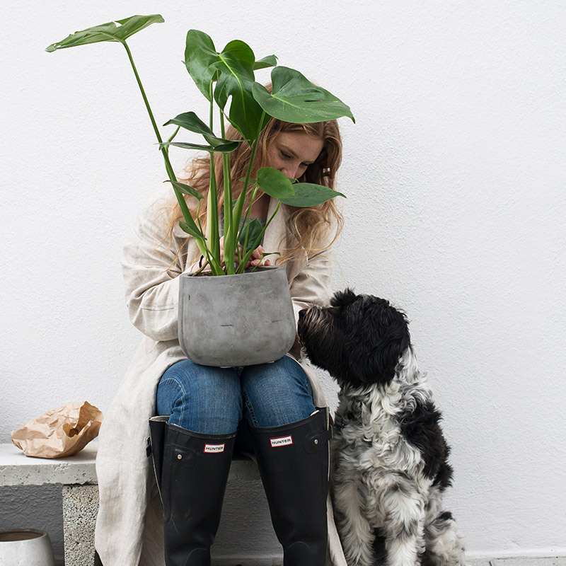 groenne-planter-monstera-vindusblad-4.jpg