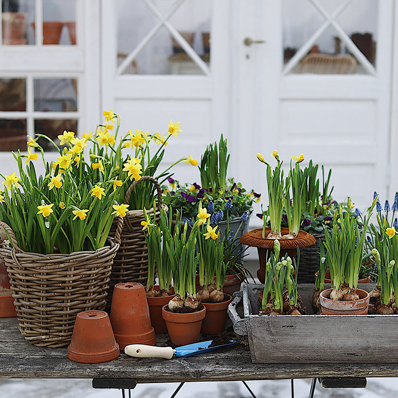 floriss-vaarblomster-loekblomstrer-paaskeliljer-perleblomst-i-potter-kurver-kasser.jpg