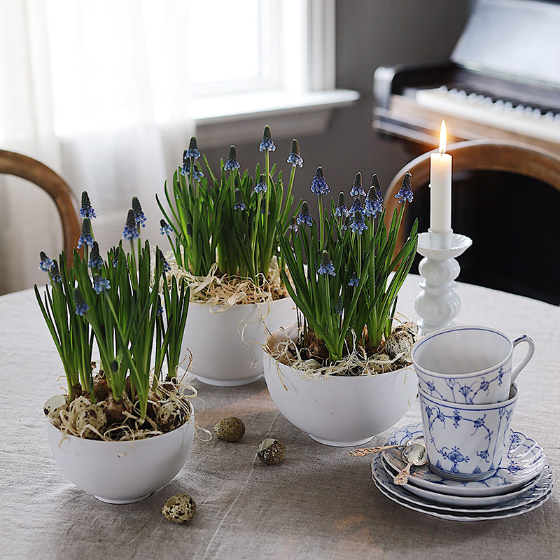 floriss-vaarblomster-perleblomst-i-potter-paa-bord.jpg