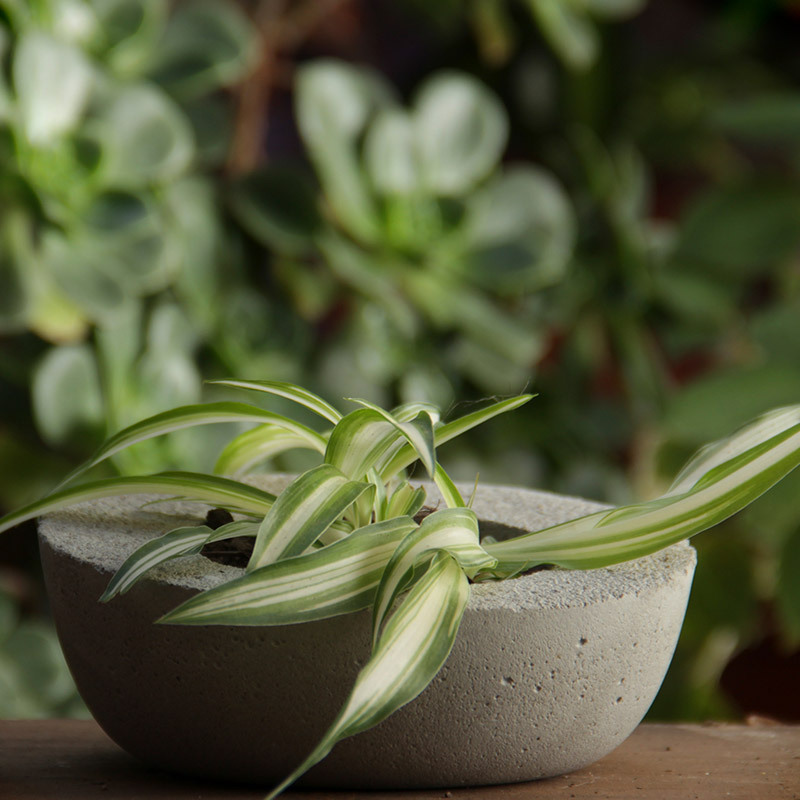 chlorophytum-gronnrenner-i-krukke-4-floriss.jpg