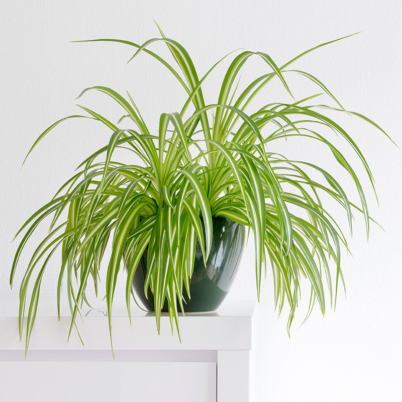 chlorophytum-gronnrenner-i-potte-3-floriss.jpg