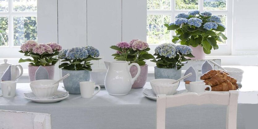 Hortensia Magical