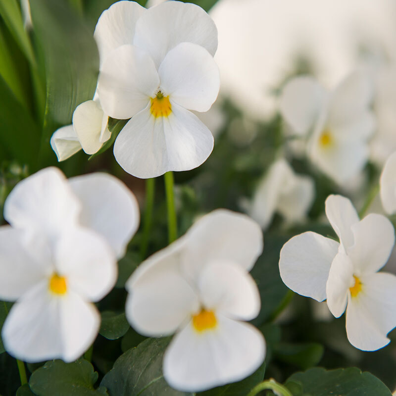 stemor-hvit-floriss.jpg