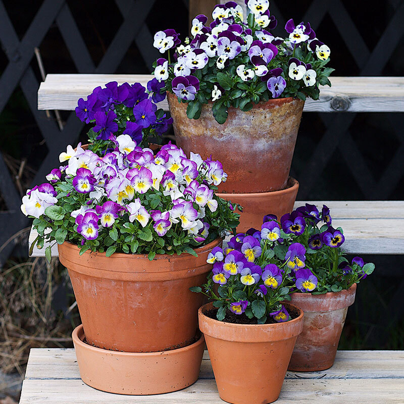 stemor-potteplante-uteplass-lilla-floriss.jpg