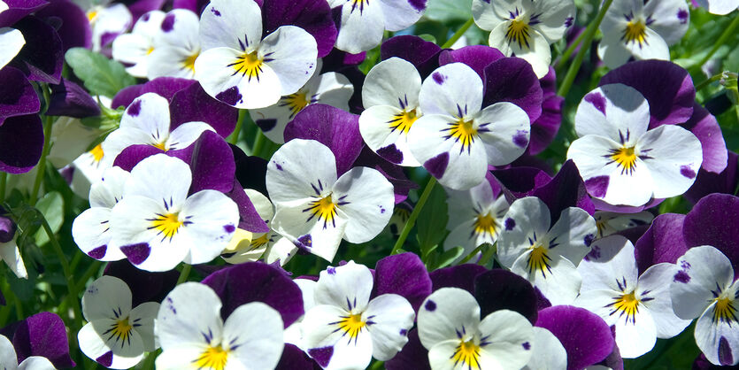 Stemorsblomster<br/> &ndash;  v&aring;rlige favoritter