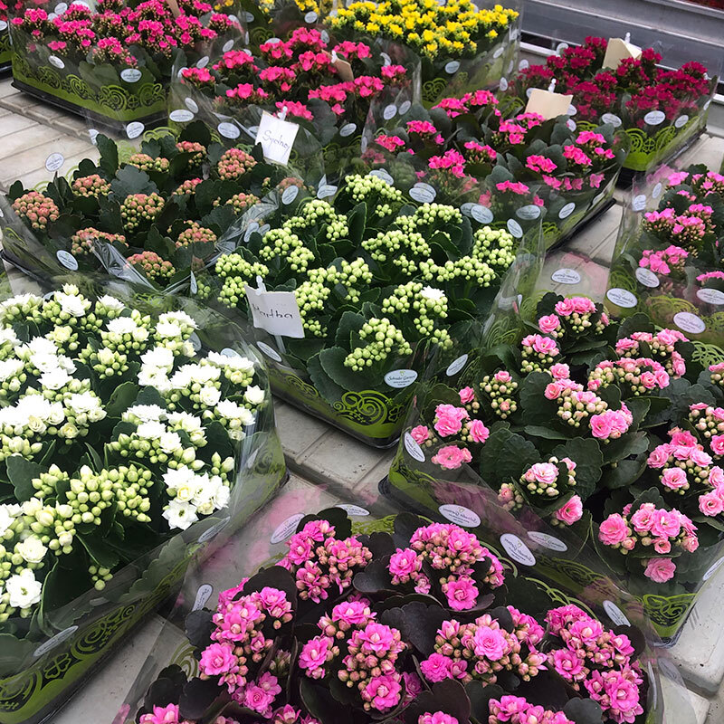 mini-calandiva-i-alle-farger-pakket-floriss.jpg
