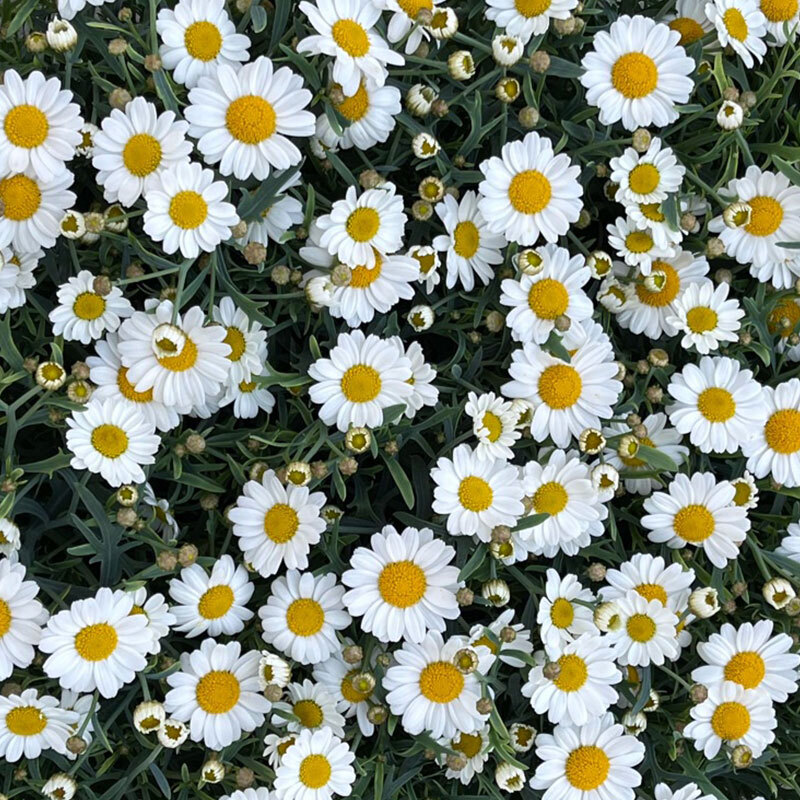 hvite margeritter bugner og trives i sommervarmen