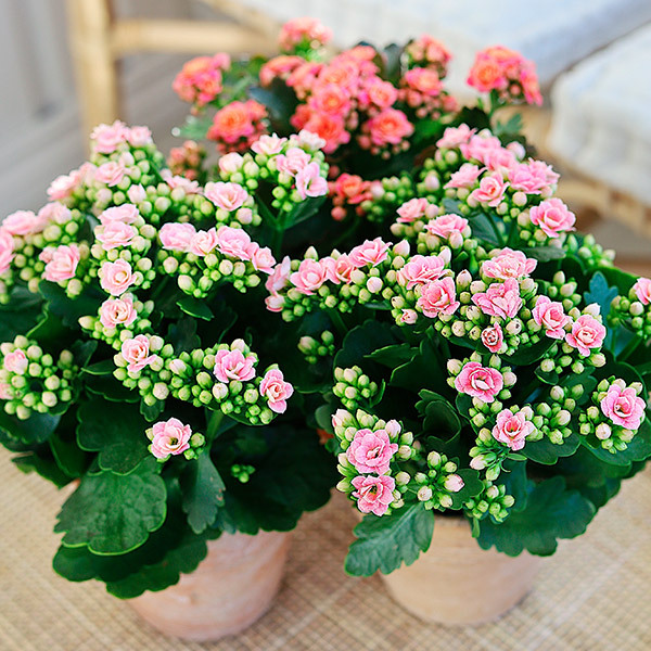 calandiva-rosa-og-lys-roede-i-potter.jpg