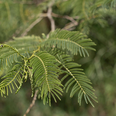 treplanting-i-kenya-avlegger-2021.jpg
