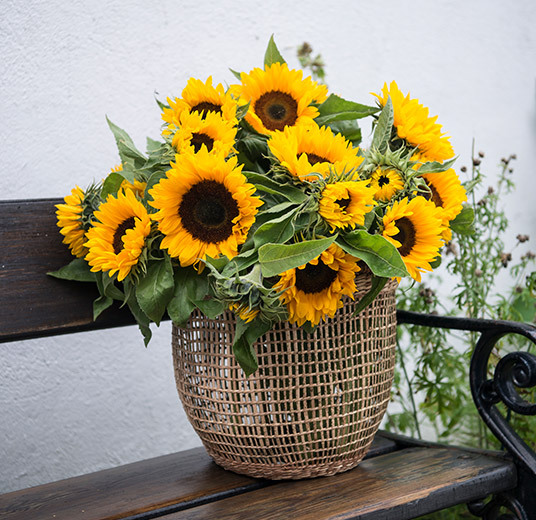 solsikker-yndlingsblomst-paa-sensommeren-floriss.jpg
