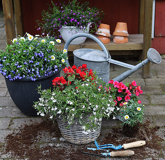 utplanting-margeritter-potteplante-plante-stemor-betulia.jpg