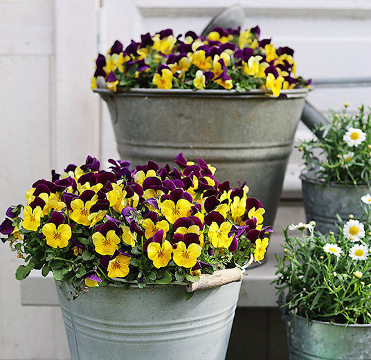 utplanting-margeritter-stemor-floriss.jpg